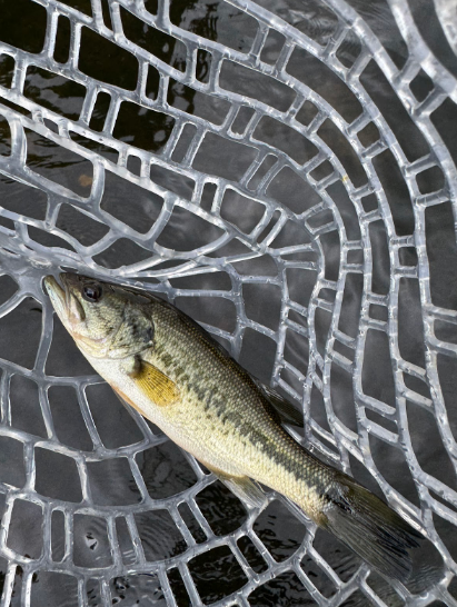 Week of Sept. 7th, 2025: Bass Are Moving