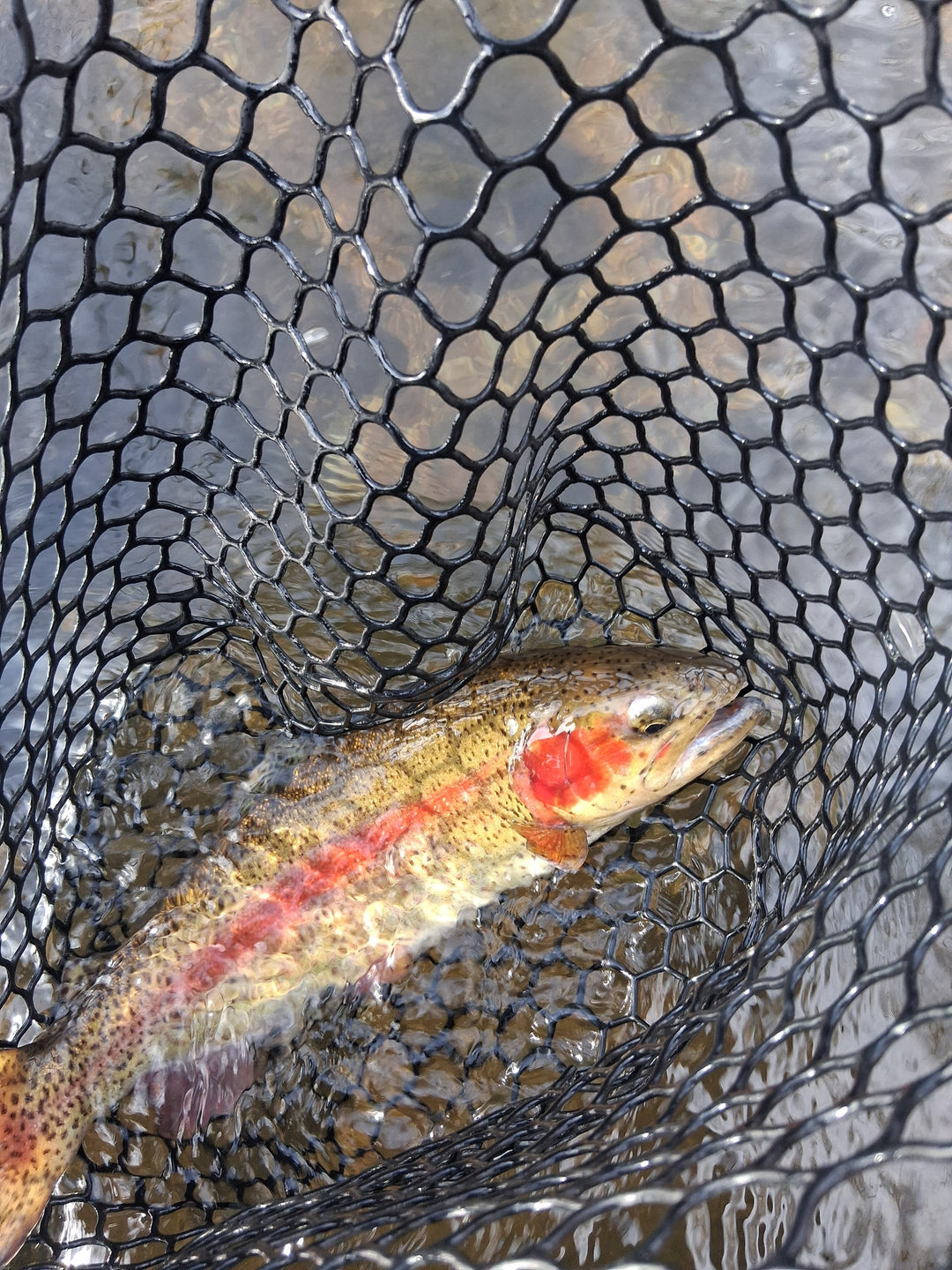 December 29th 2025: Nice End to a Rough Year (for trout)