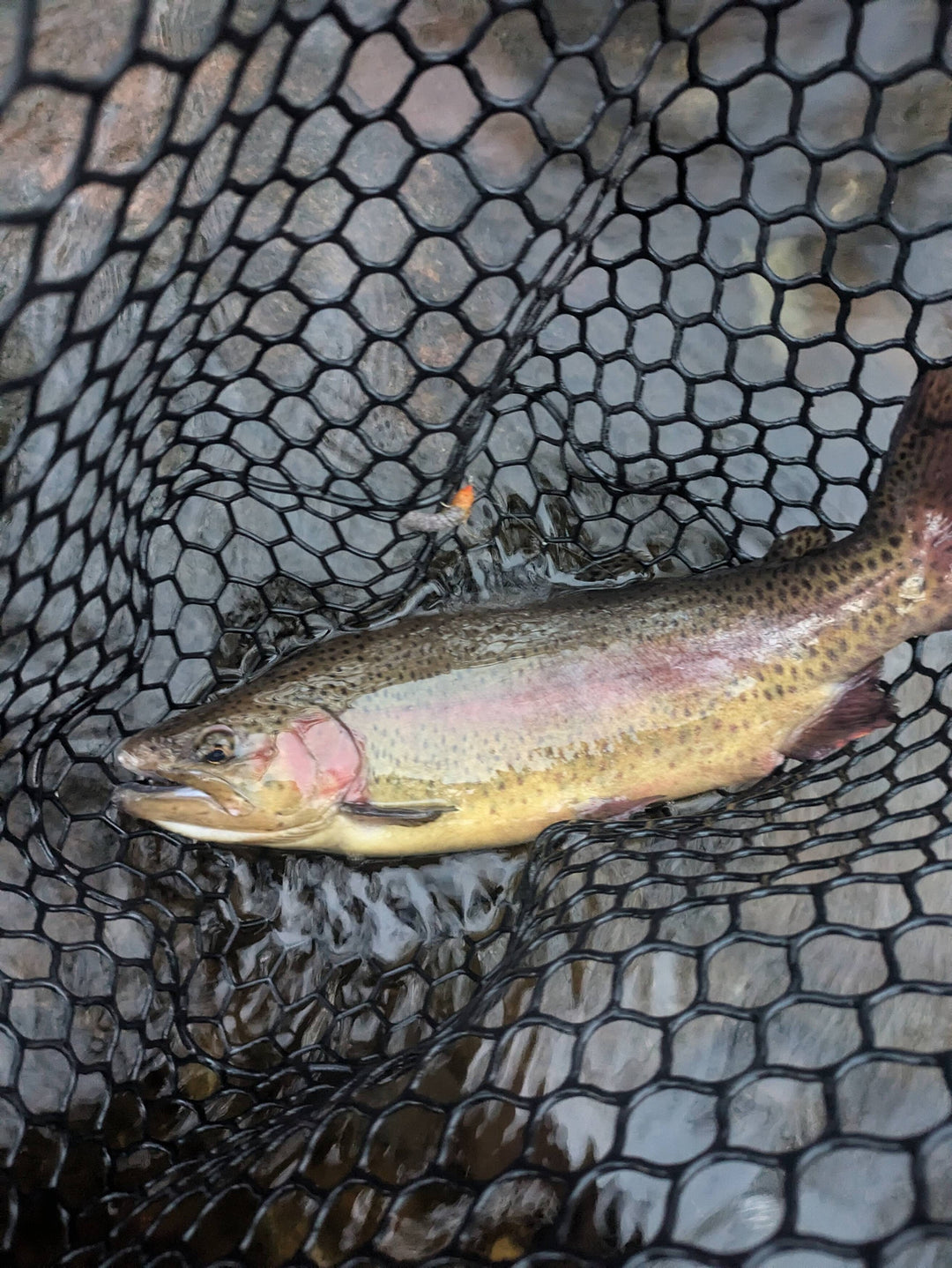 Week of October 27th 2024: Fall Fishing in Low Water