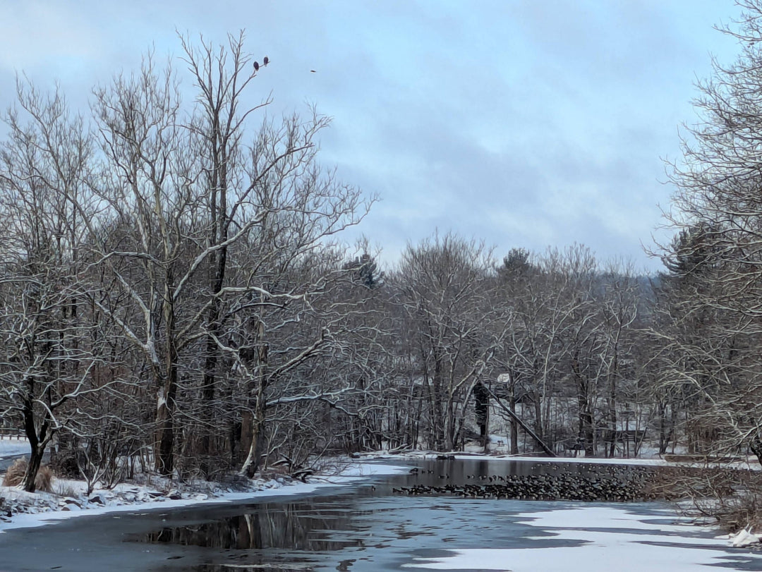 Week of January 12th 2025: Midges & Nymphs