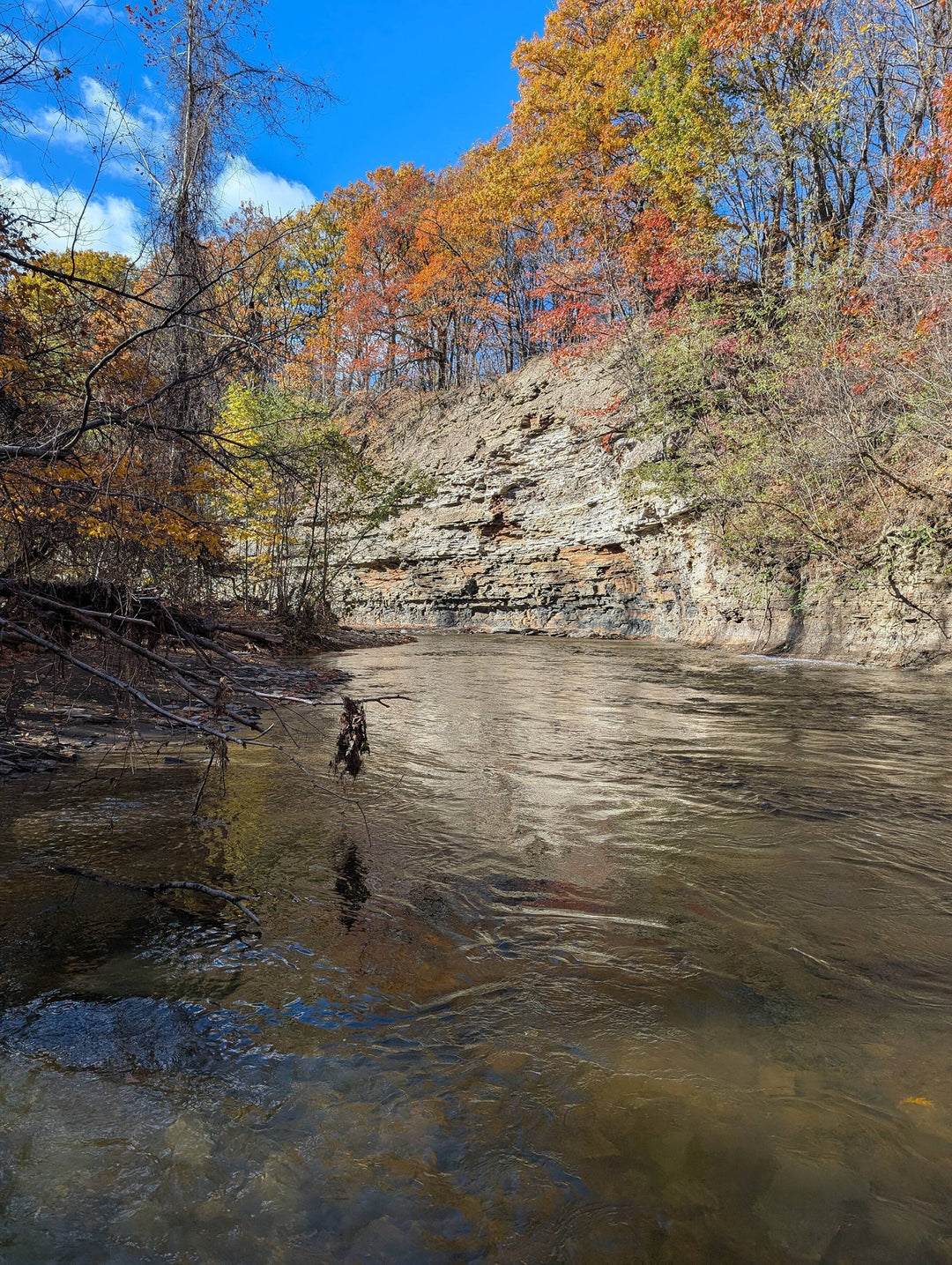 Week of November 10th 2025: Erie Steelhead