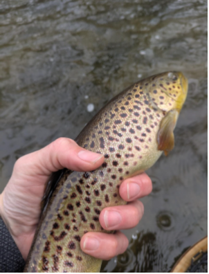 Week of February 9th 2025: Winter Conditions