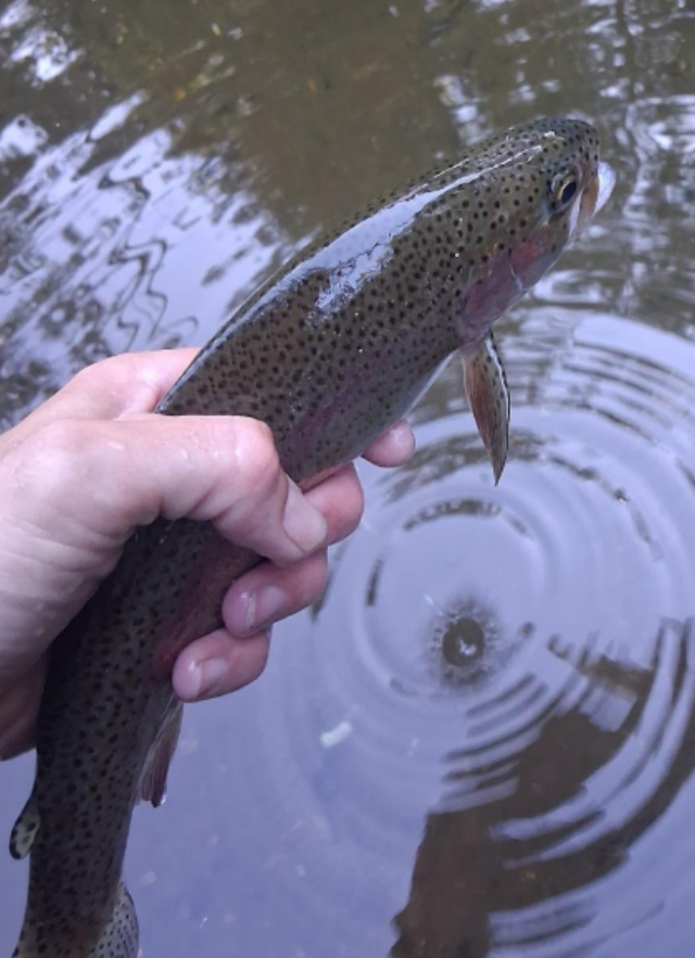 Week of August 10th 2025: Dry Fly in August