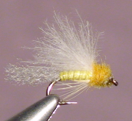 Week of May 17th: Trailing Sulphurs, Trout Fests, and Heat Waves