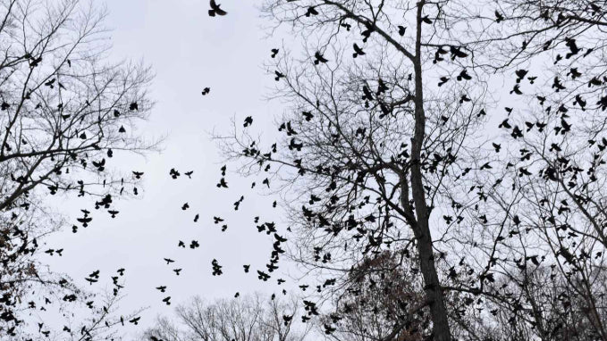 Week of Nov. 30th 2025: Grackles and Other Signs