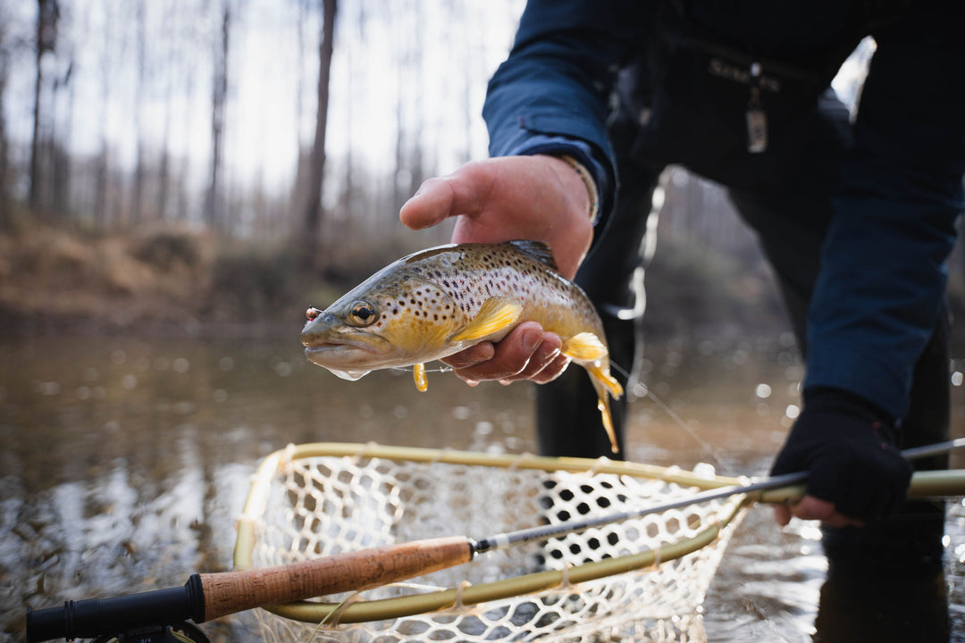Brown trout in a landing net beside a Douglas ERA fly rod