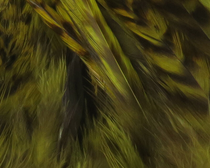 Strung Grizzly Variant Saddle Hackle