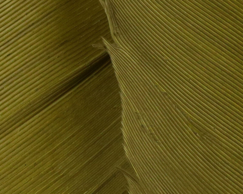 Turkey Biot Quills (Hareline)
