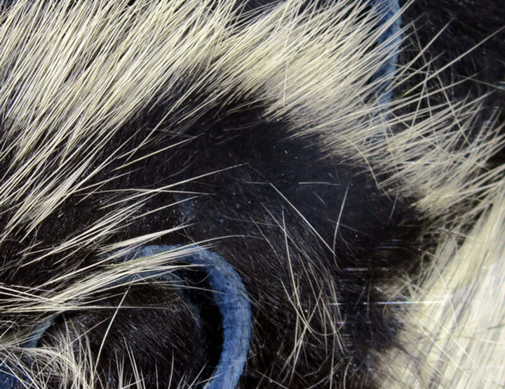 Frostip Rabbit Strips