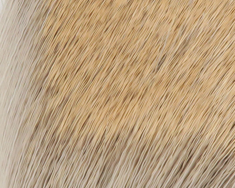 Coastal Deer Hair