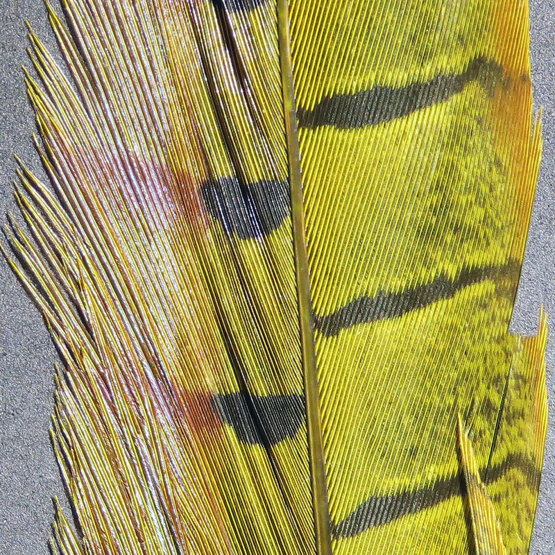 Ringneck Pheasant Tail Feathers (Hareline)