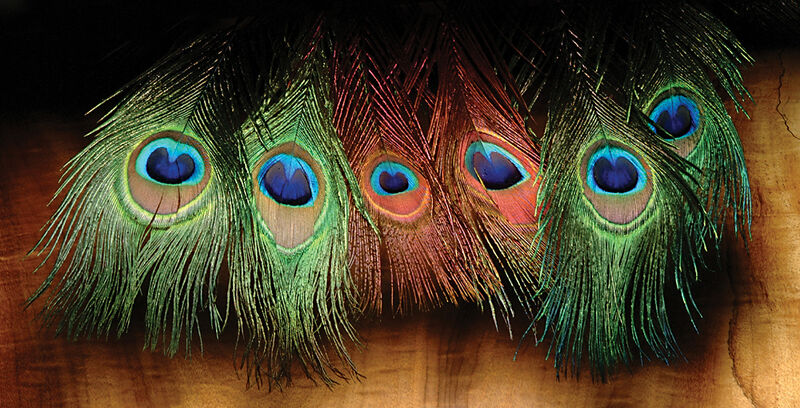 Peacock Eyed Sticks (Hareline)