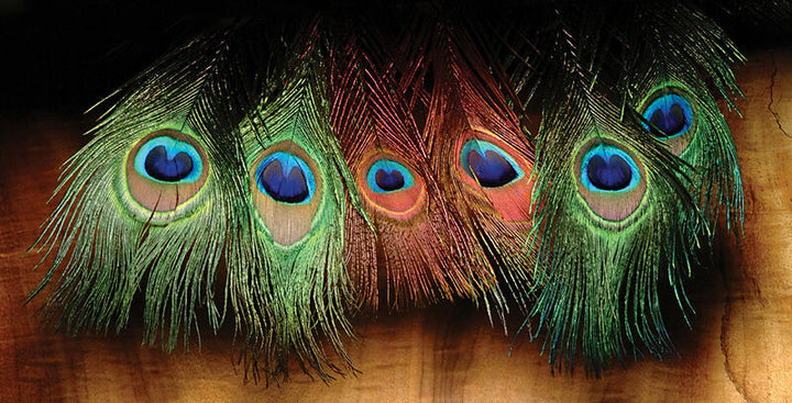 Peacock Eyed Sticks (Hareline)