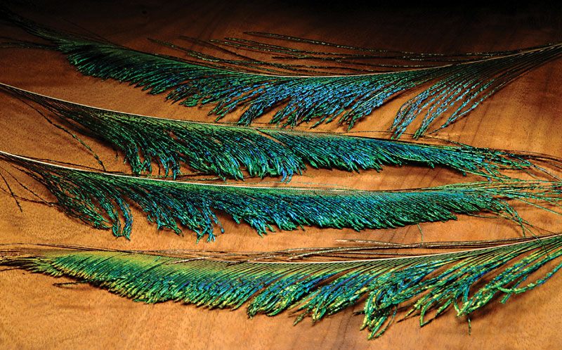 Peacock Sword (Hareline)
