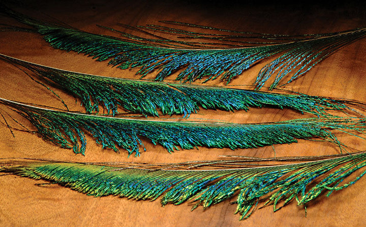 Peacock Sword (Hareline)