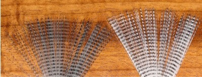 Barred Mayfly Tail