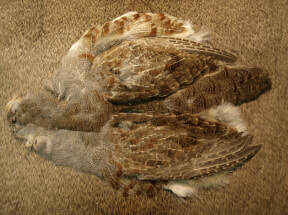 Hungarian Partridge Skin (Nature's Spirit)