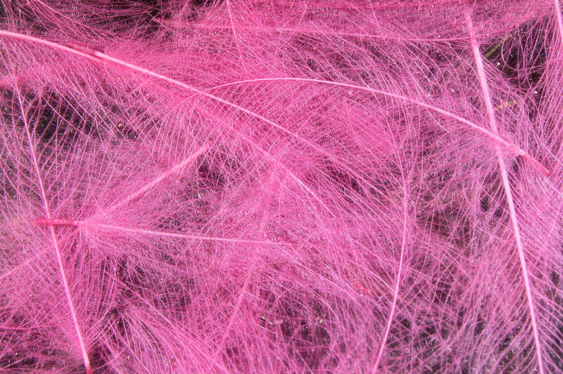 CDC Cul De Canard (Hareline)