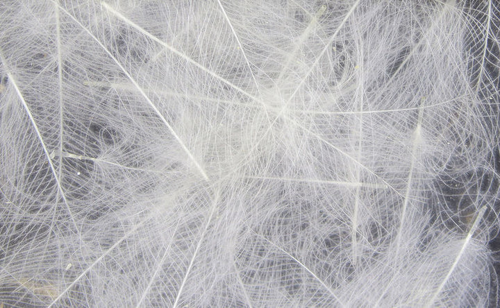 CDC Cul De Canard (Hareline)