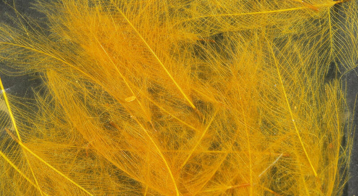 CDC Cul De Canard (Hareline)