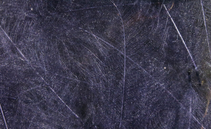 CDC Cul De Canard (Hareline)