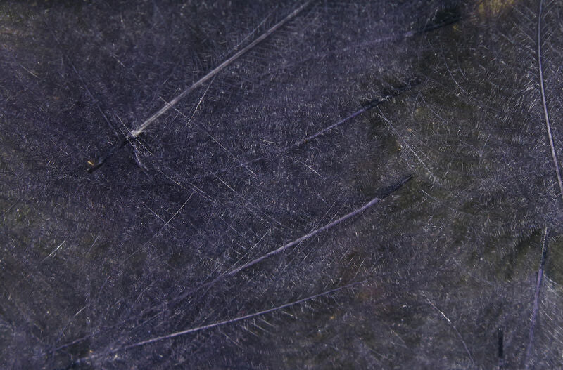 CDC Cul De Canard (Hareline)