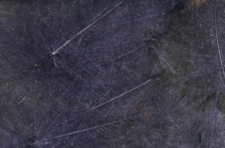 CDC Cul De Canard (Hareline)