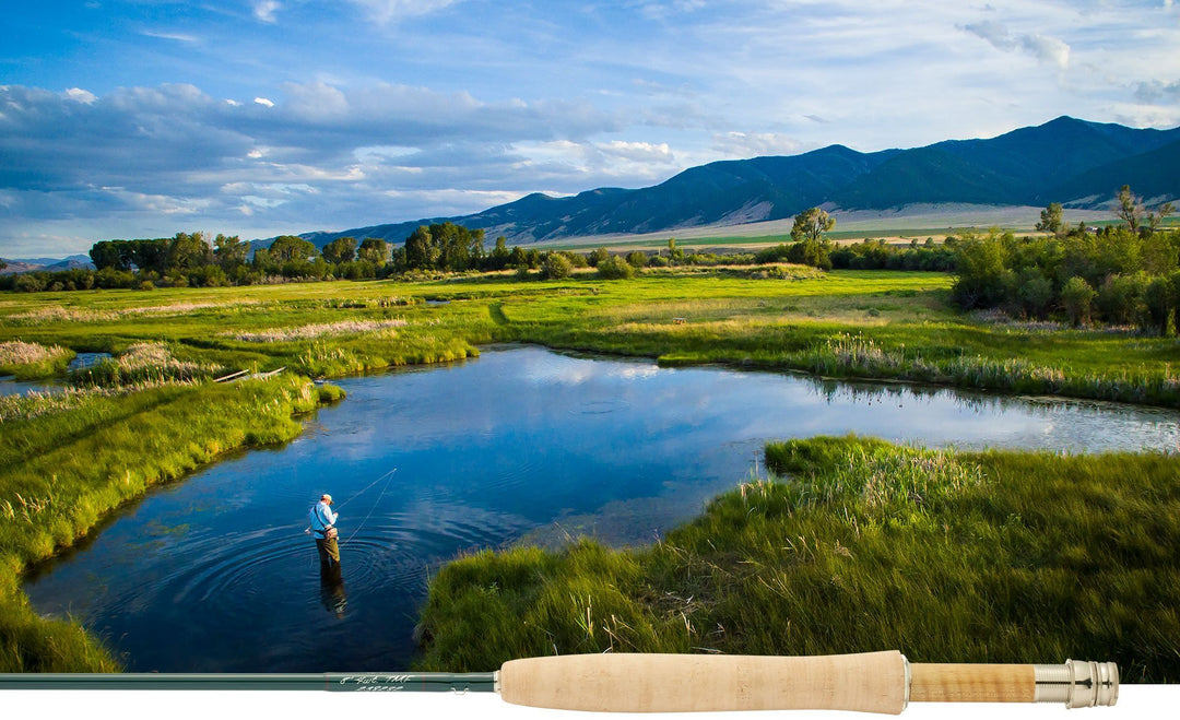 Winston Tom Morgan Favorite (TMF)