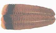 Cinnamon Tip Turkey Tail Feathers (Wapsi)
