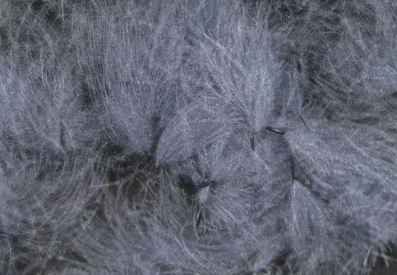 CDC Puffs (Hareline)