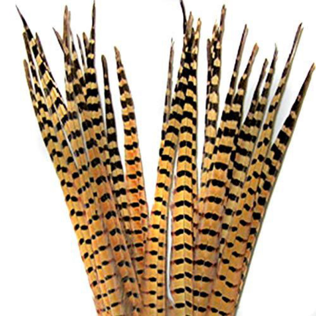 Ringneck Tail Feathers