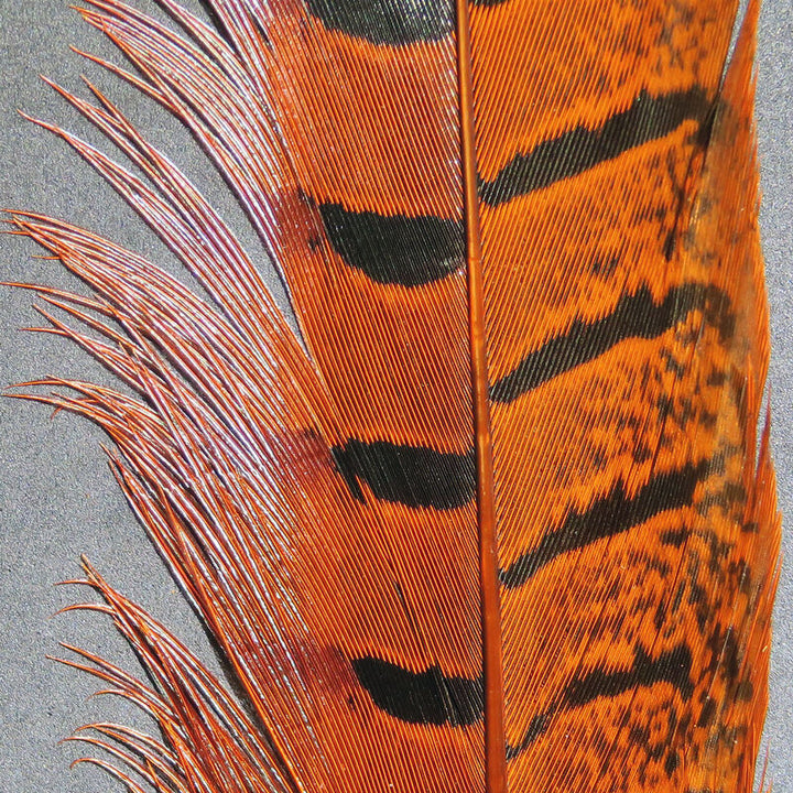 Ringneck Pheasant Tail Feathers (Hareline)