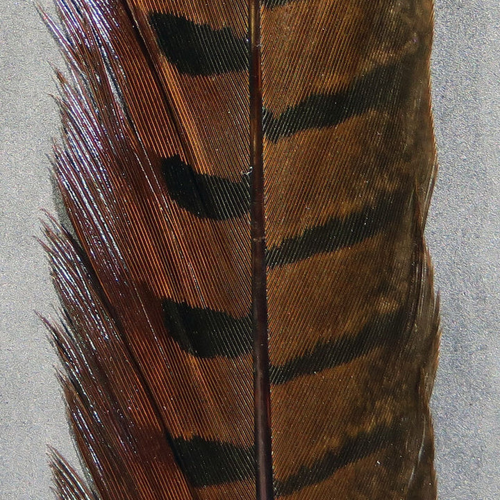Ringneck Pheasant Tail Feathers (Hareline)