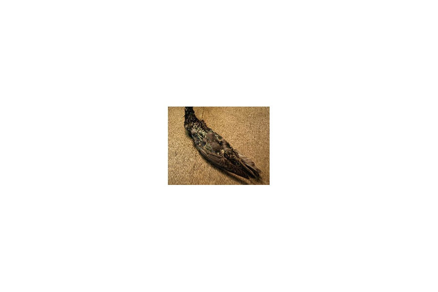 Starling Skin (Nature's Spirit)