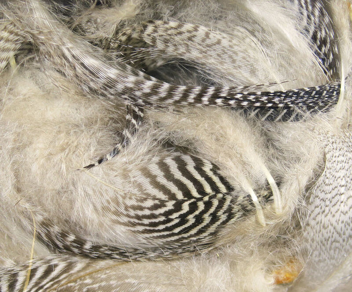 Teal Flank (Hareline)