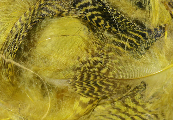 Teal Flank (Hareline)